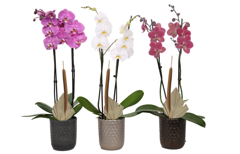 Phalaenopsis mix 55cm 12cm Pot