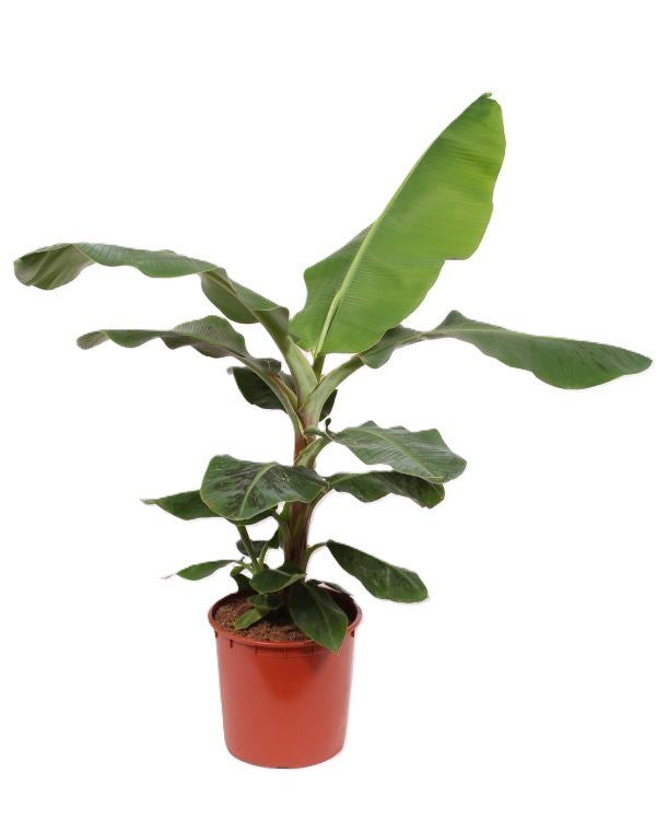Musa Dwarf Cavendish 160cm 34cm Pot