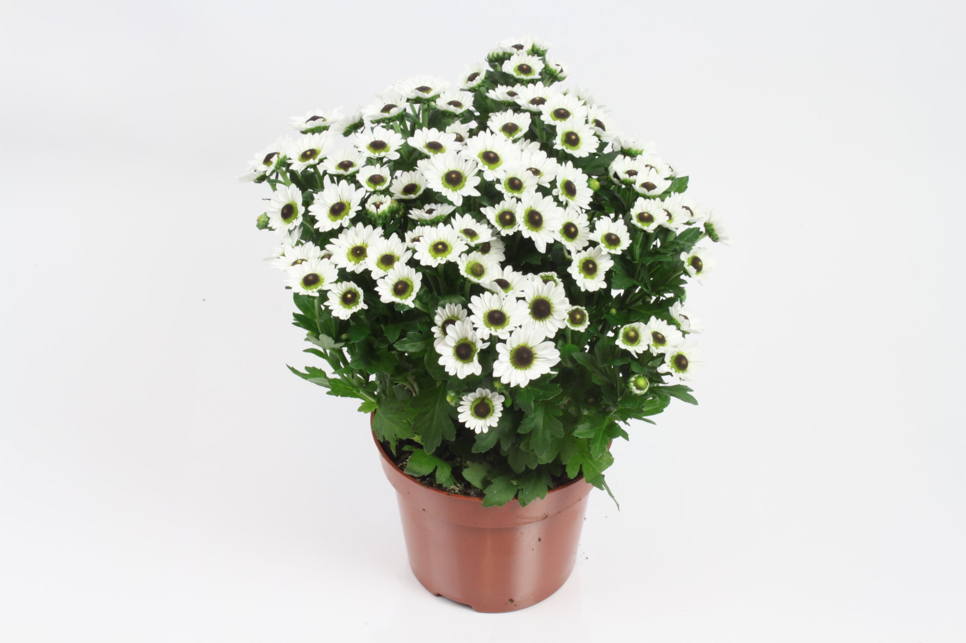 Chrysanthemum Bright Day 21cm 12cm Pot
