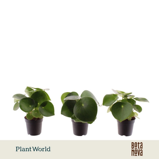 Peperomia Raindrop 10cm 7cm Pot