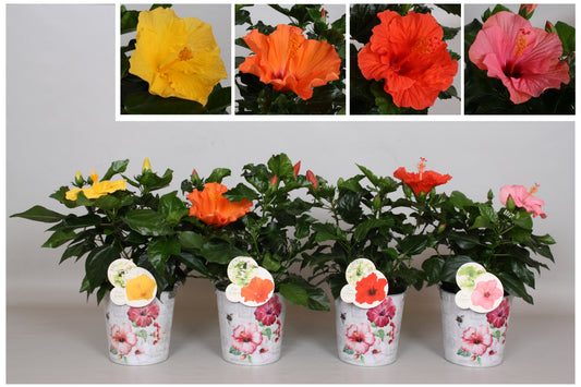 Hibiscus rosa-sinesis mix 35cm 13cm Pot