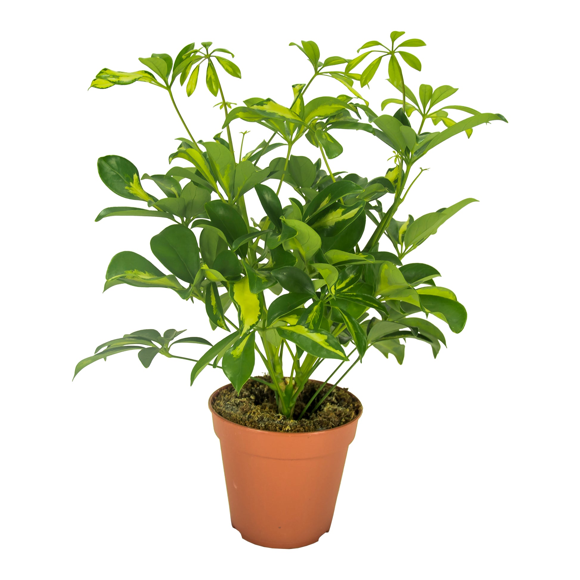 Schefflera Gerda 35cm 13cm Pot