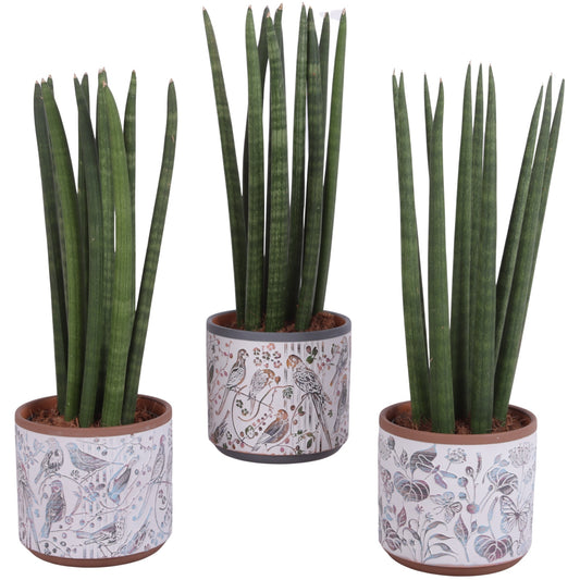Sansevieria cylindrica 35cm 14cm Pot