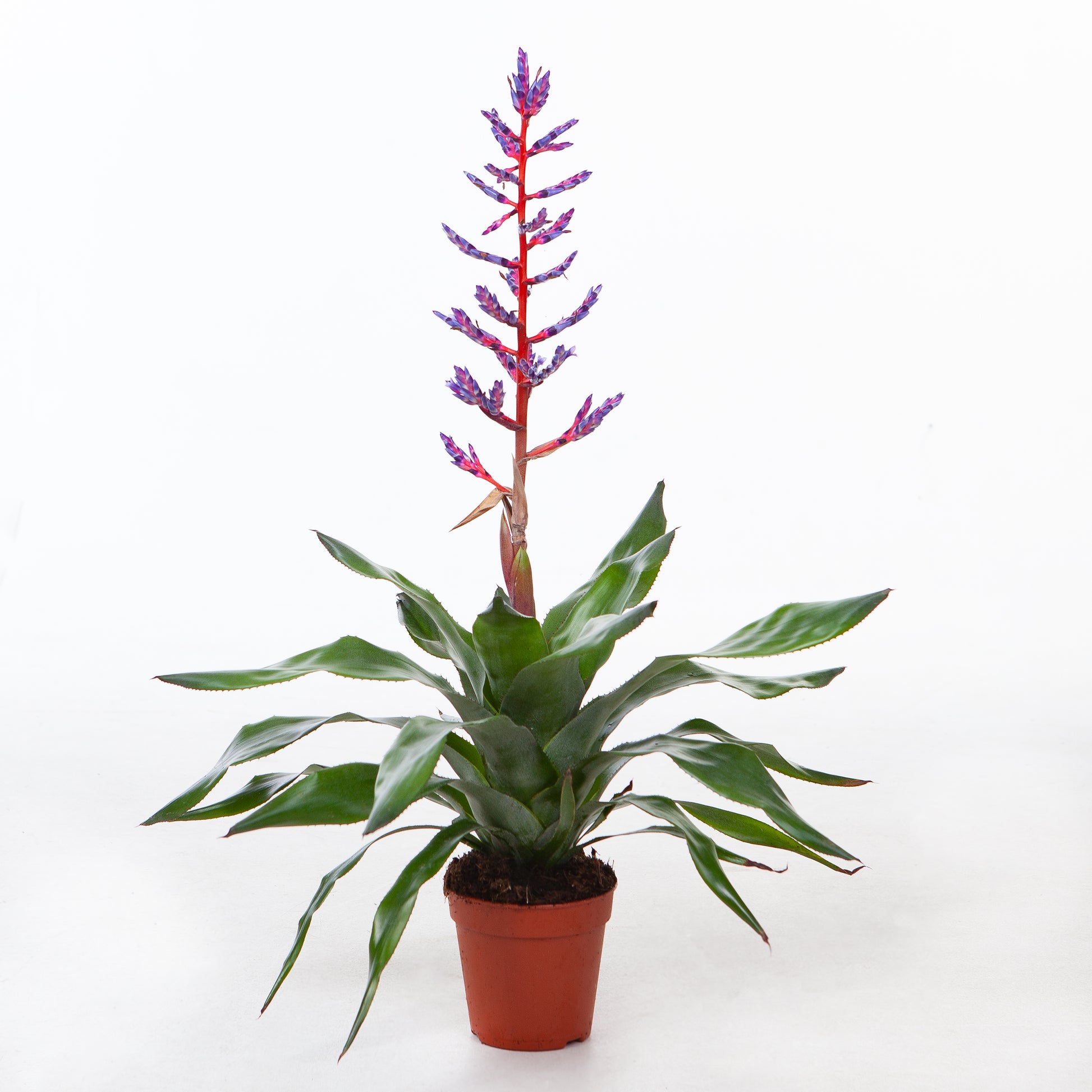 Aechmea Blue Rain 65cm 15cm Pot