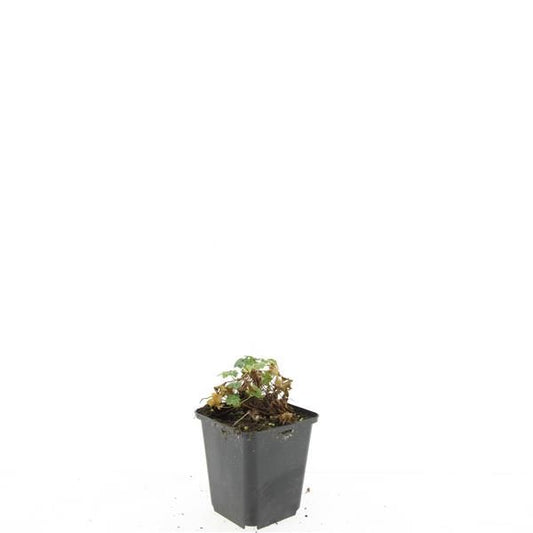 Geranium can. Biokovo 15cm 9cm Pot
