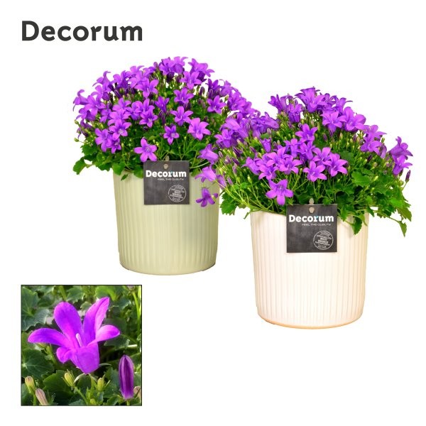 Campanula Porto 22cm 13cm Pot
