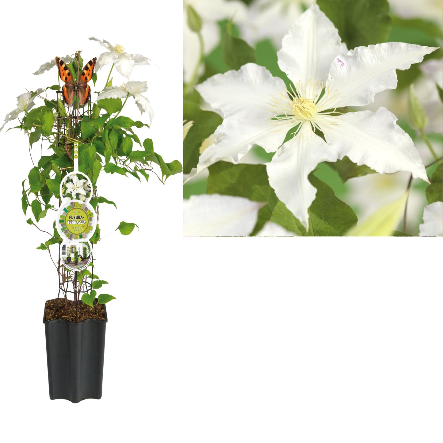 Clematis Gladys Picard 75cm 19cm Pot