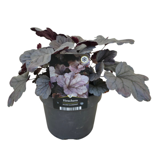 Heuchera Silver Gumdrop 35cm 17cm Pot