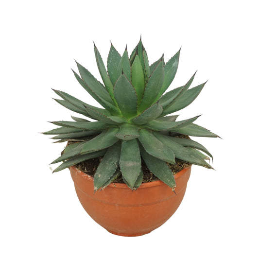 Agave 26cm 20cm Pot