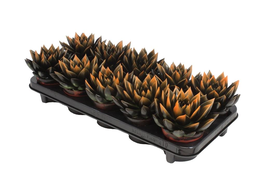 Amigo Plant VOF Echeveria Miranda black+glitter 841 Pack of 10