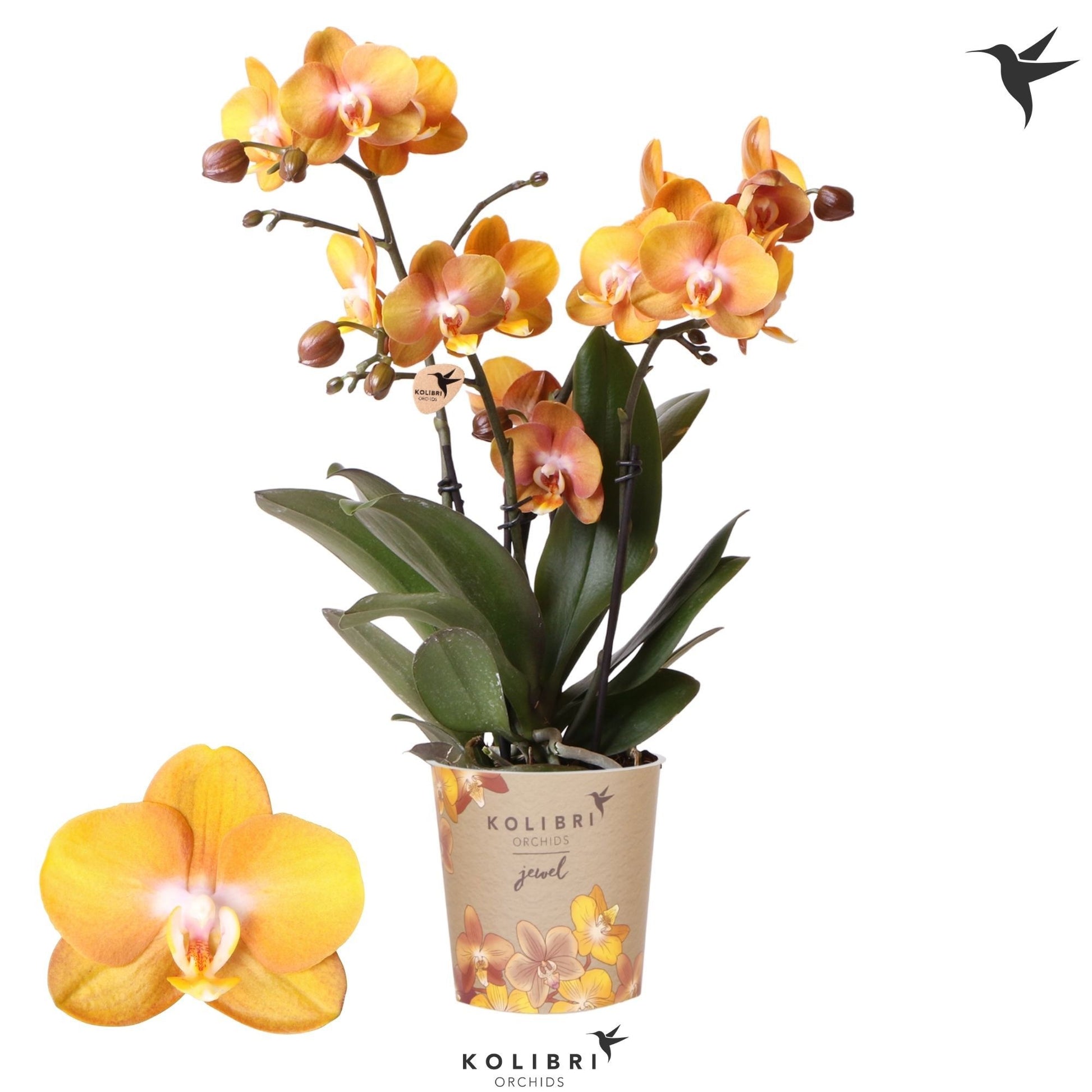 OK Plant Phalaenopsis Las Vegas Pack of 10