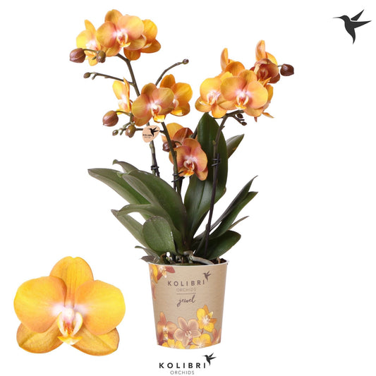 OK Plant Phalaenopsis Las Vegas Pack of 10