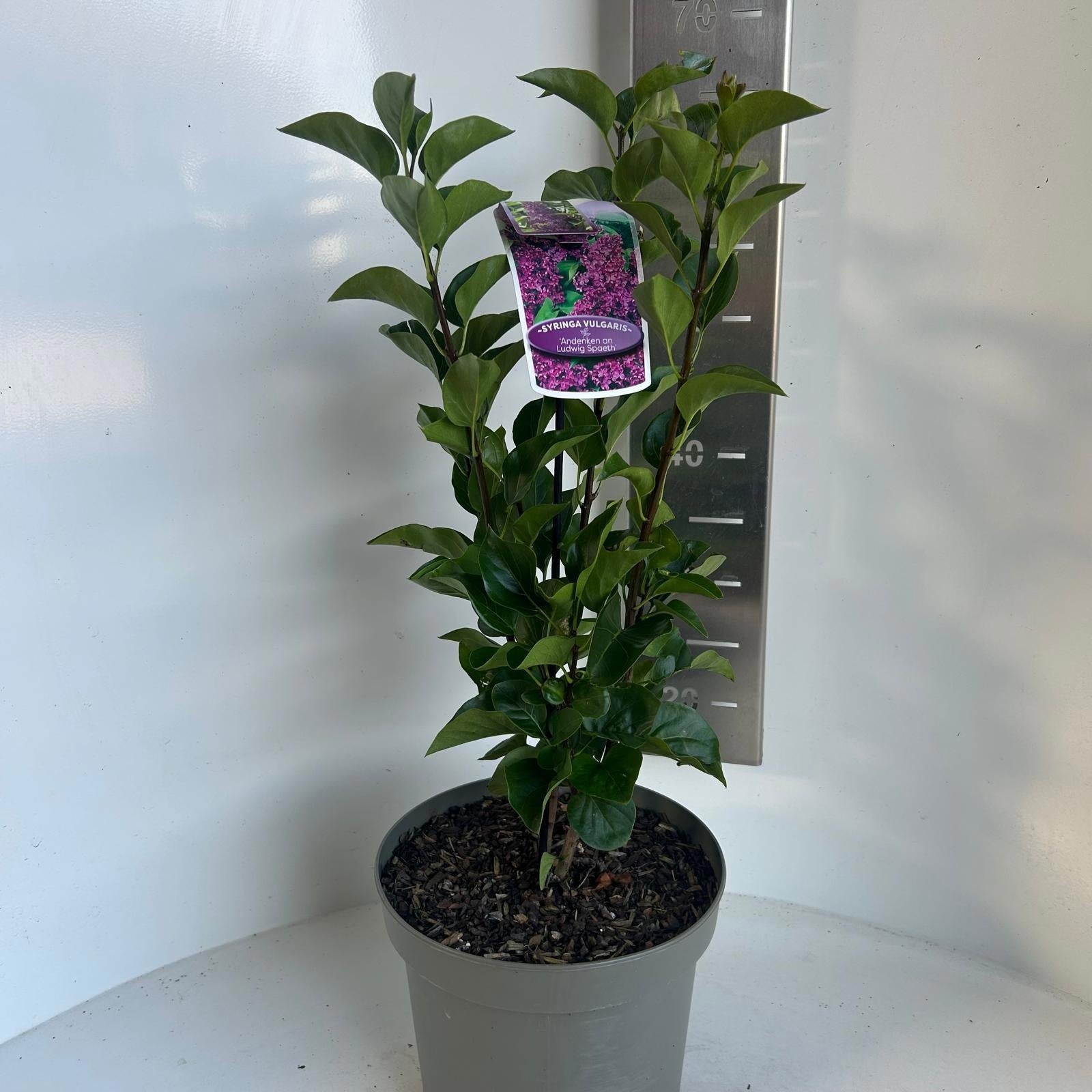 Syringa vulgaris Andenken an Ludwig Späth 60cm 23cm Pot