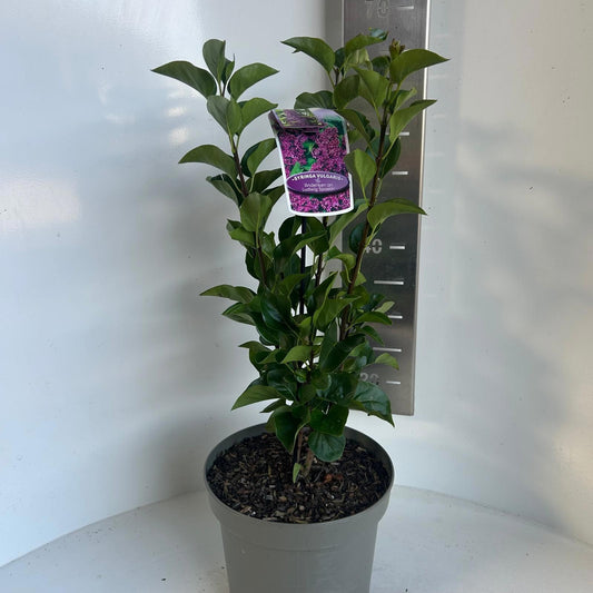 Syringa vulgaris Andenken an Ludwig Späth 60cm 23cm Pot