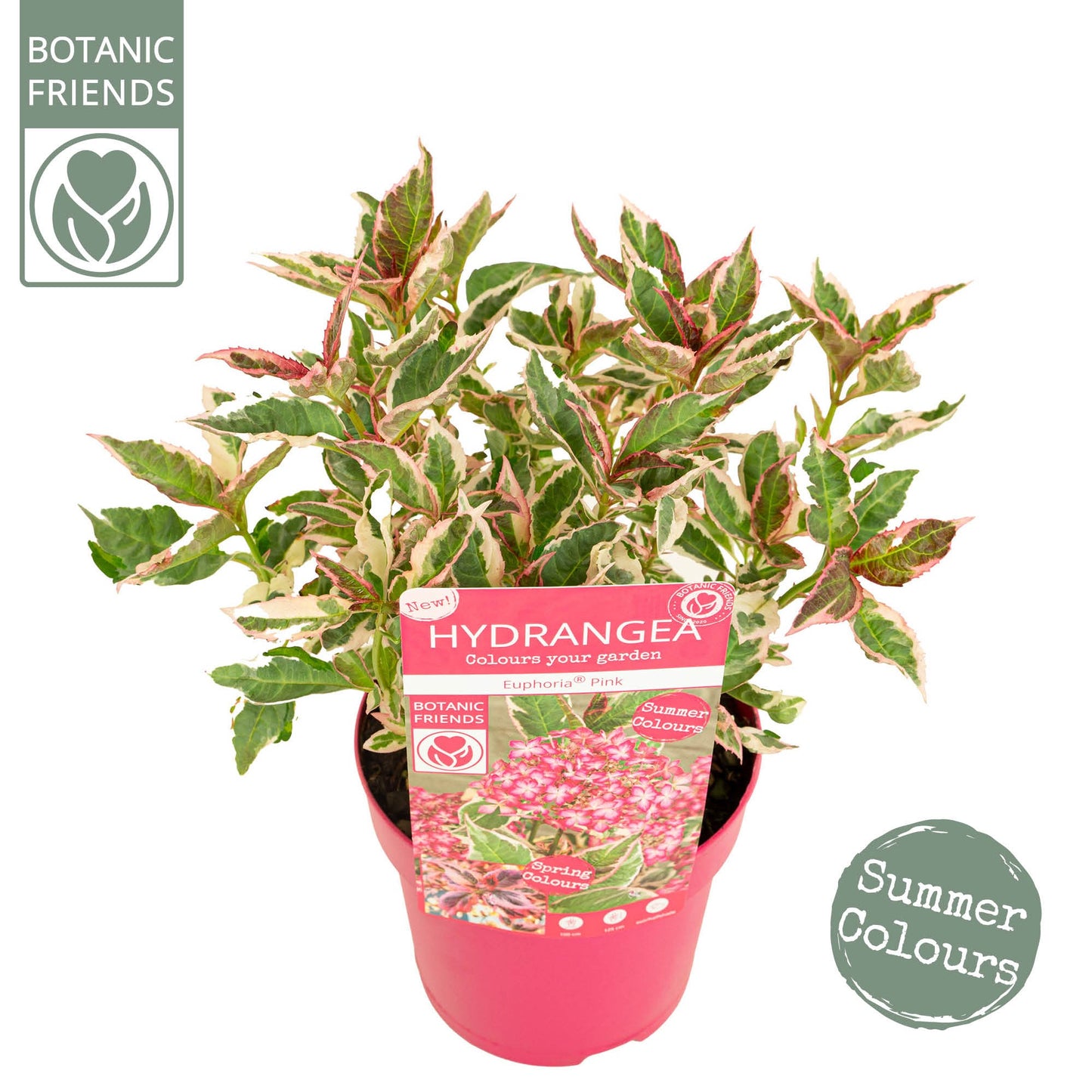 Hydrangea Euphoria Pink 40cm 15cm Pot