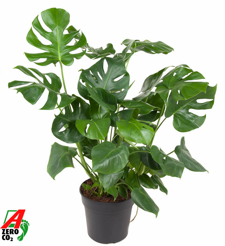 Monstera deliciosa 90cm 30cm Pot