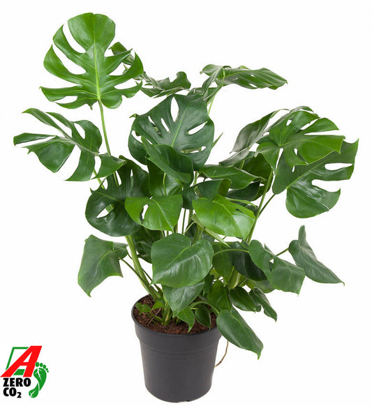 Monstera deliciosa 90cm 30cm Pot