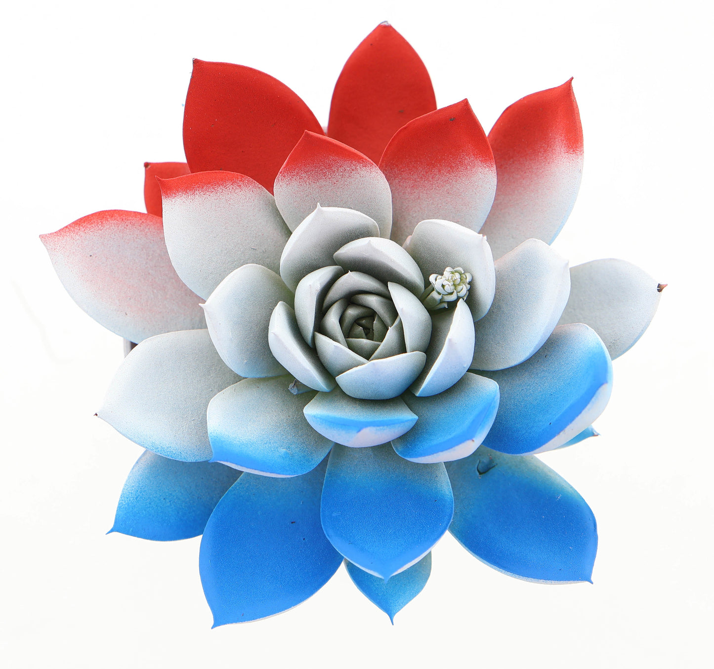 Rainbow The Netherlands 10cm Special Pot (508)