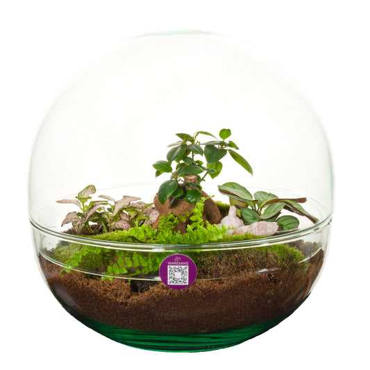 arr. Terrarium 32cm 29cm Pot