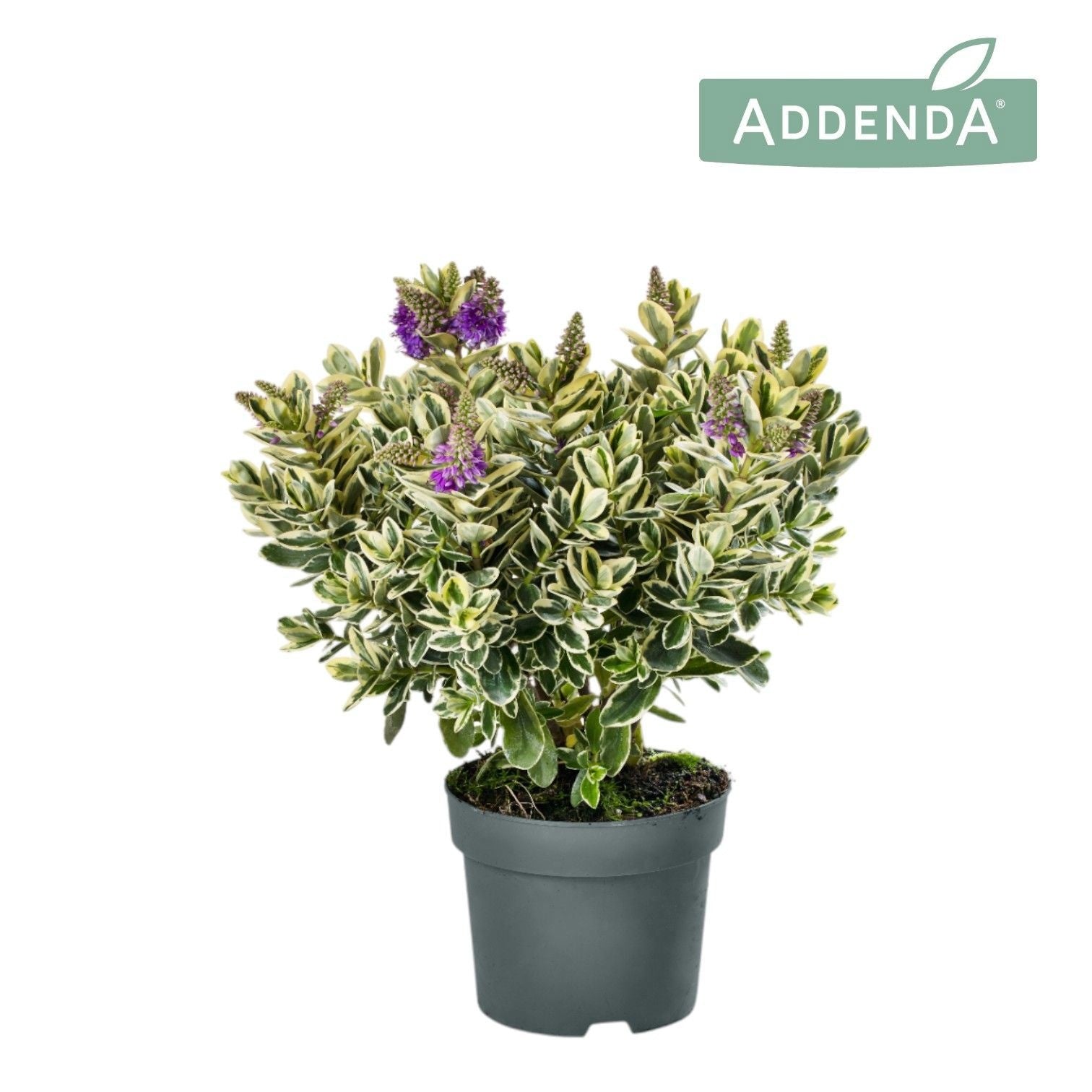 Hebe Katrina 50cm 17cm Pot