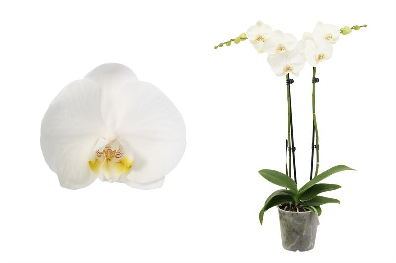 Phalaenopsis white 55cm 12cm Pot