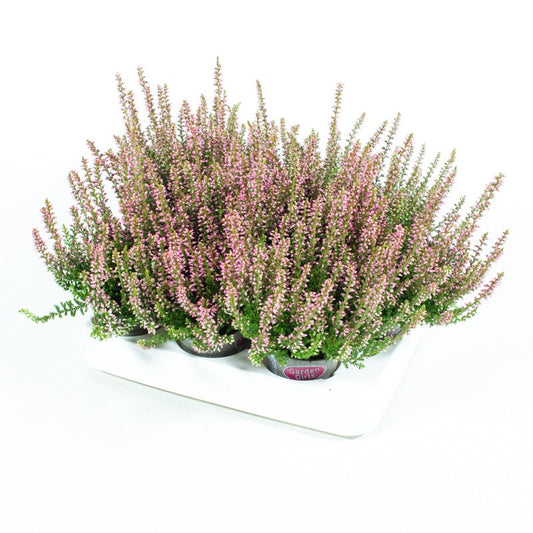 Calluna Garden Girls pink 10cm 6cm Pot