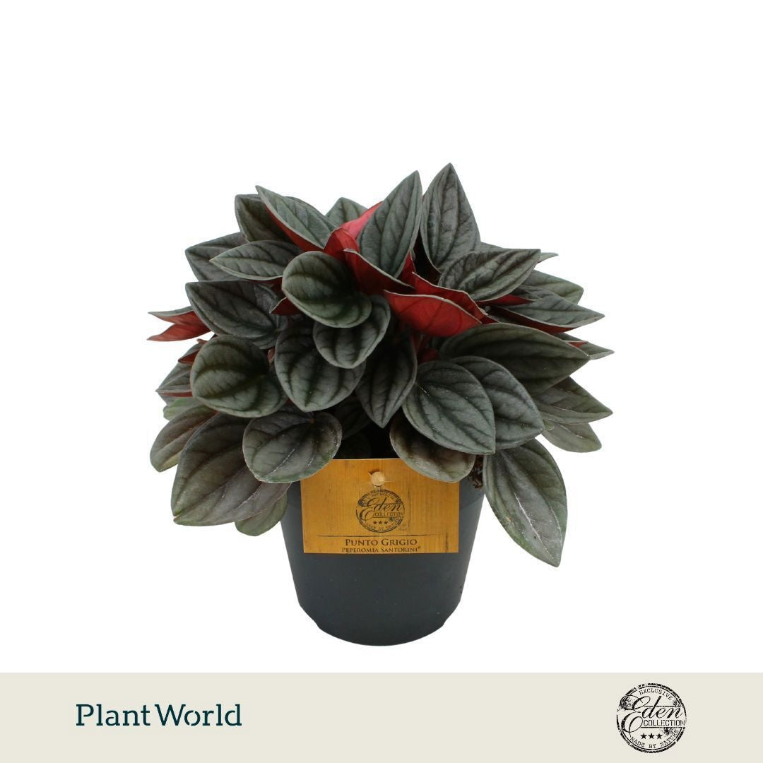 Plantworld Smit Kwekerij Peperomia cap. Santorini Pack of 6