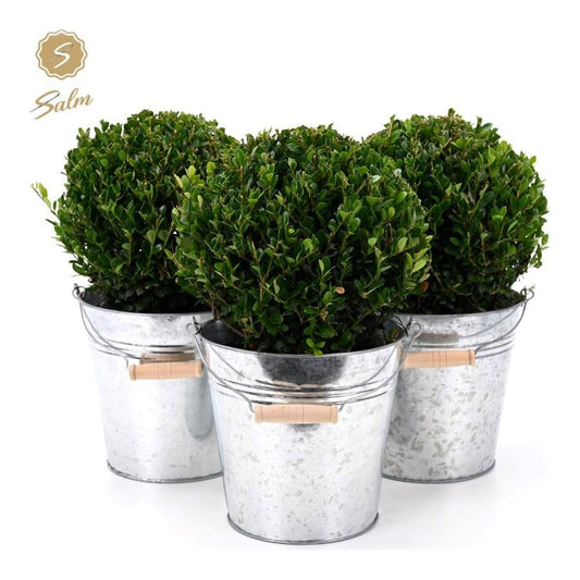 Ilex cren. Jenny (+ drp.Zinc) 35cm 19cm Pot