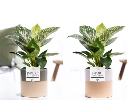 Philodendron scandens 35cm 12cm Pot