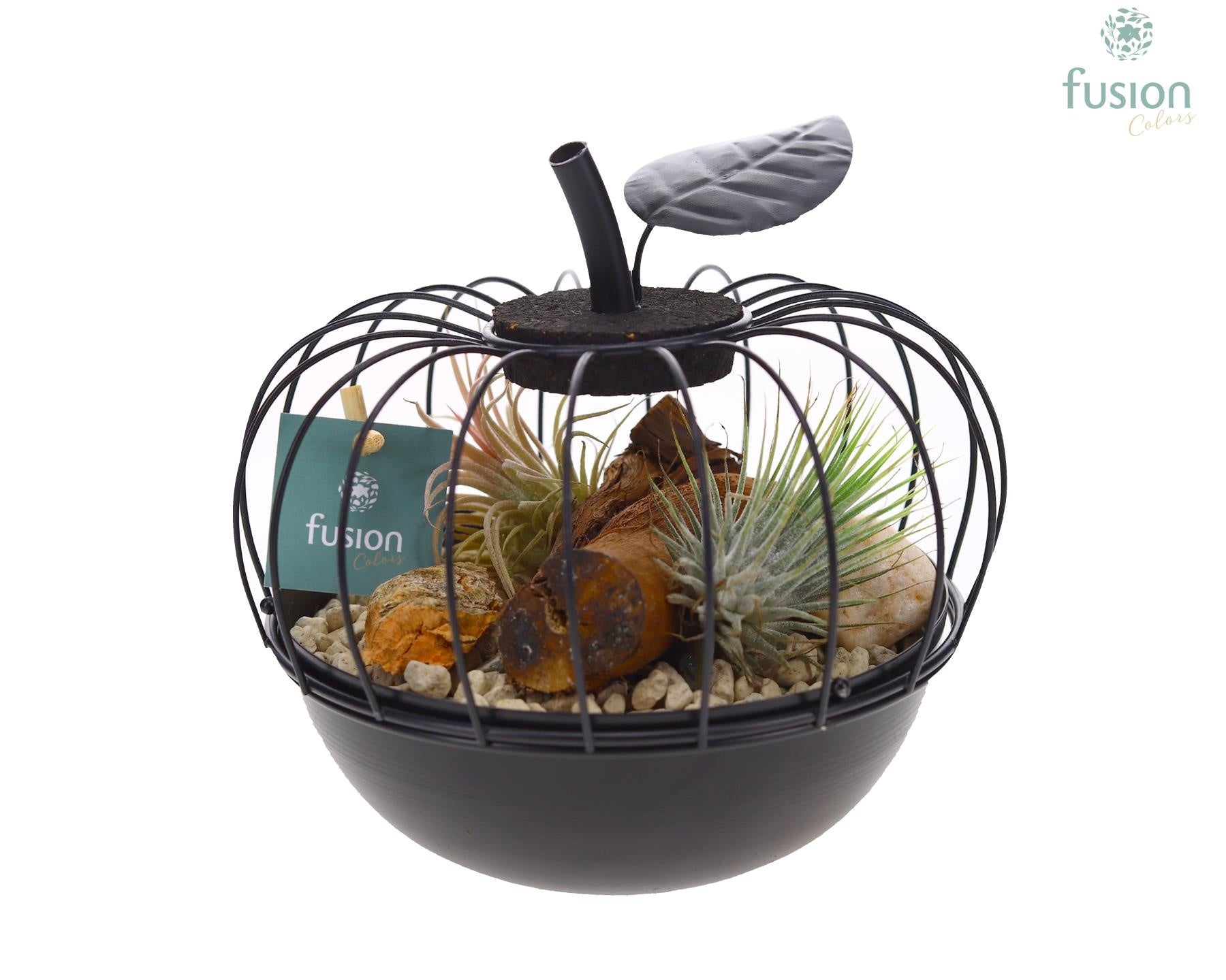arr. Tillandsia 15cm 17cm Pot
