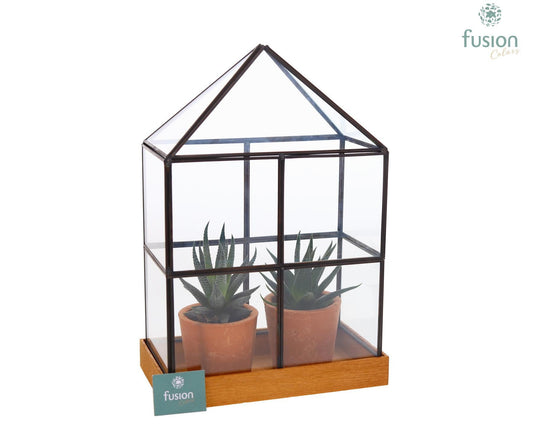 Glas Huisje met metaal met Haworthia 2pp 29cm 19cm Pot