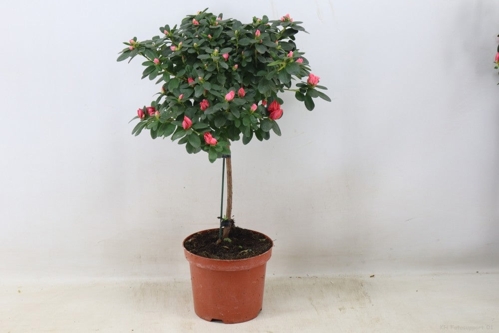 Rhododendron Bloombux 65cm 19cm Pot
