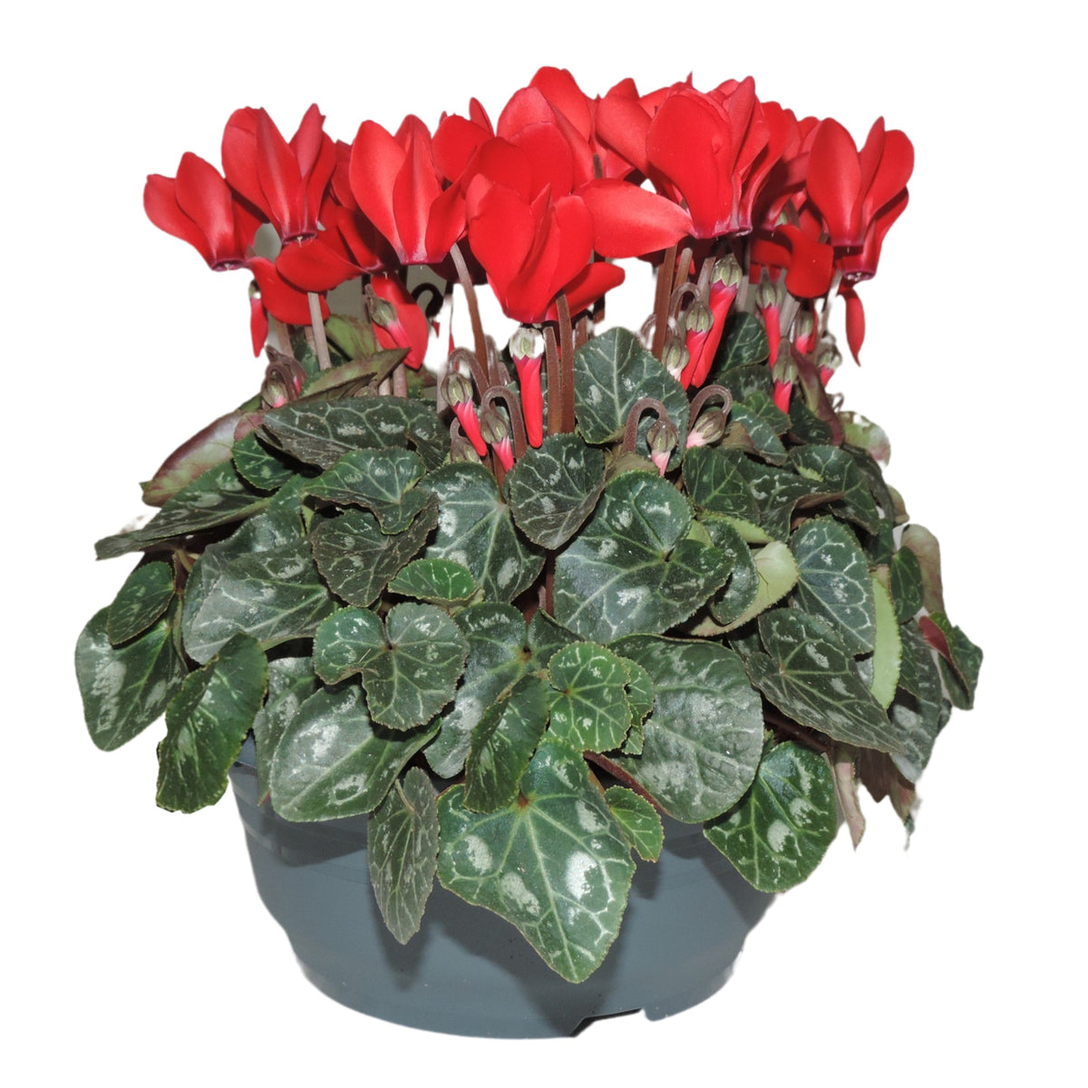 Cyclamen Verano 25cm 19cm Pot