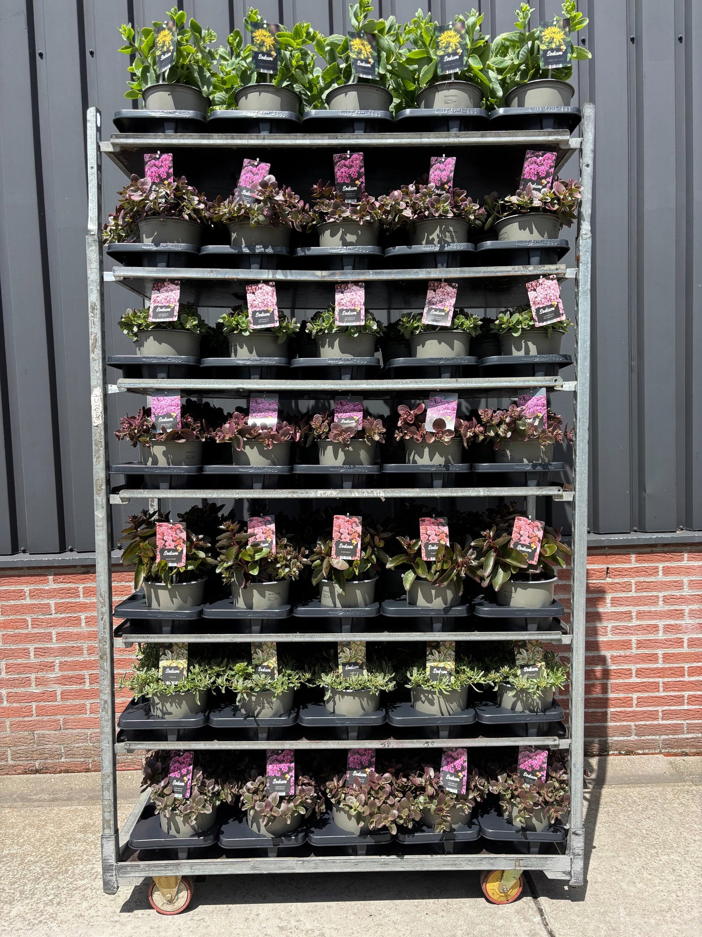 Sedum mix CC 30cm 19cm Pot