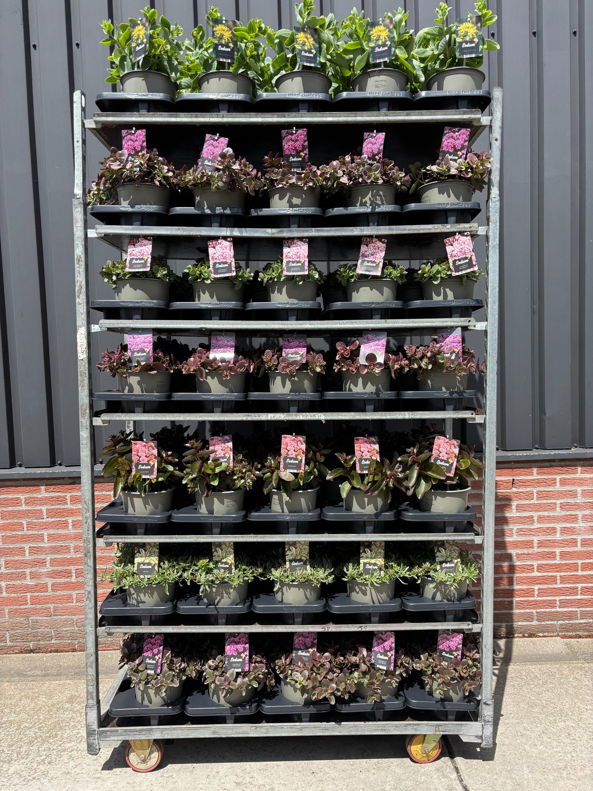Sedum mix CC 30cm 19cm Pot