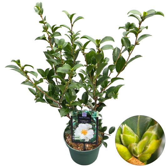 Camellia sasanqua 55cm 19cm Pot