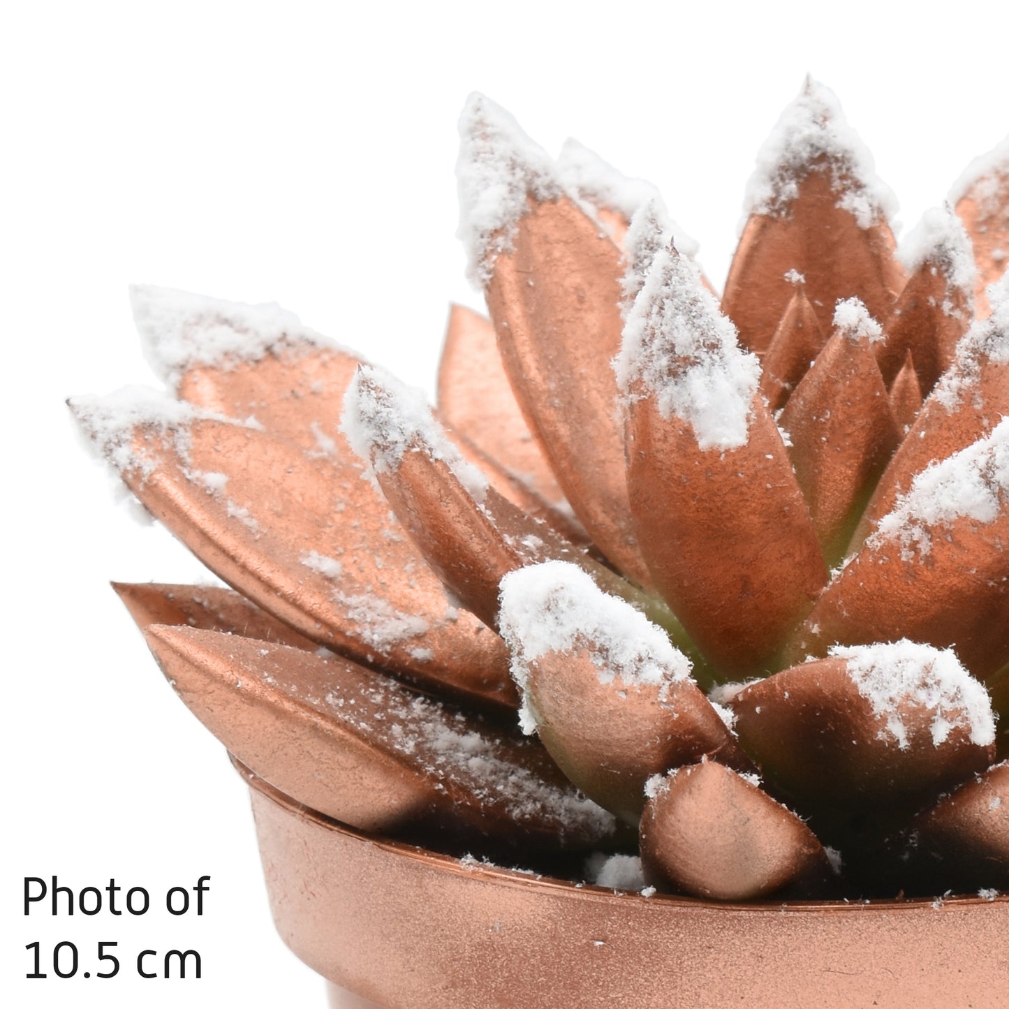 Echeveria Brown Rose 11cm 8.5cm Pot