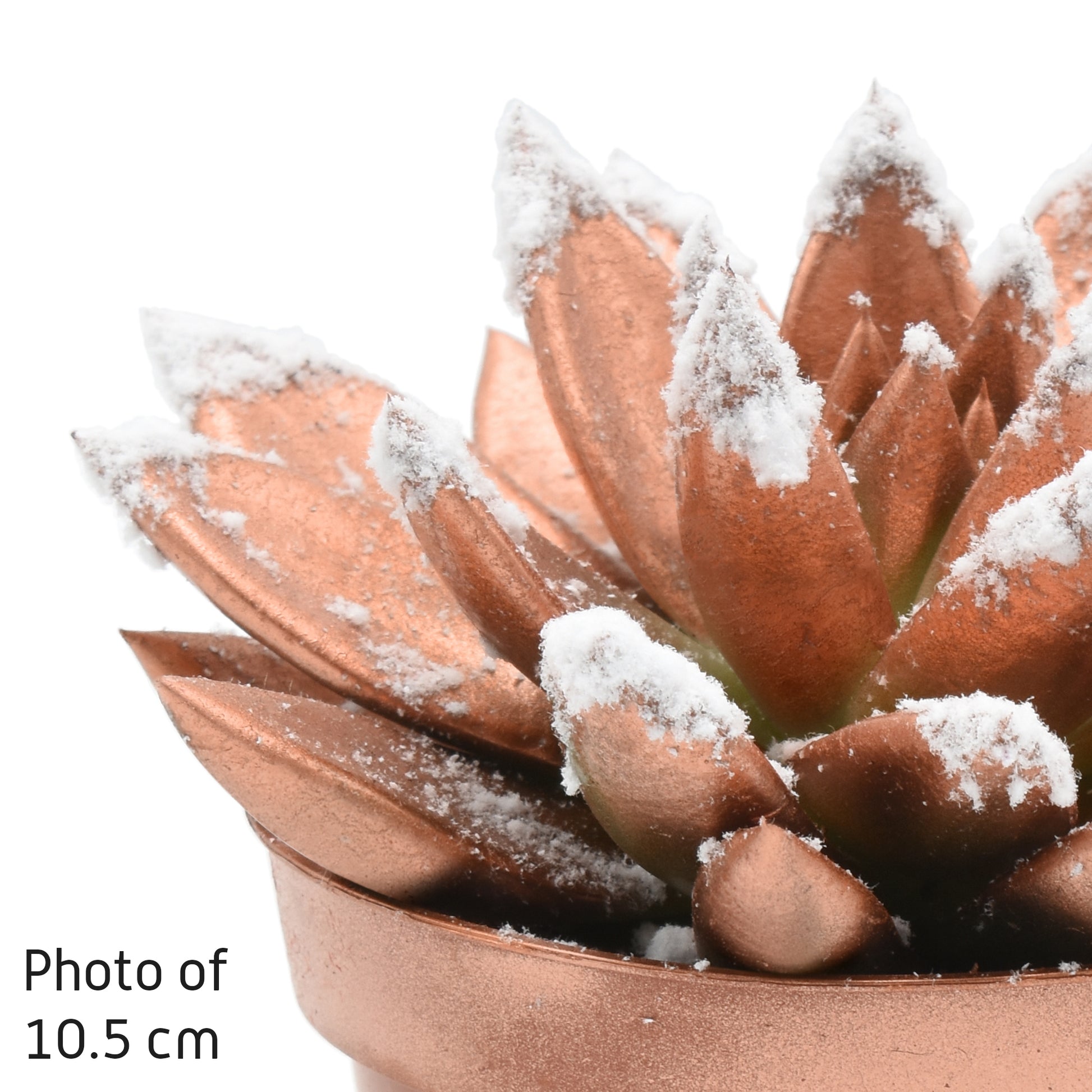 Echeveria Brown Rose 11cm 8.5cm Pot