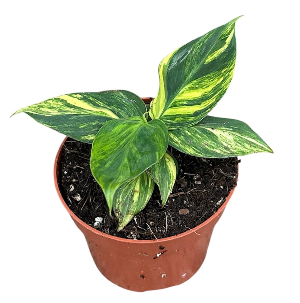 Musa basjoo (Banana) 35cm 10.5cm Pot