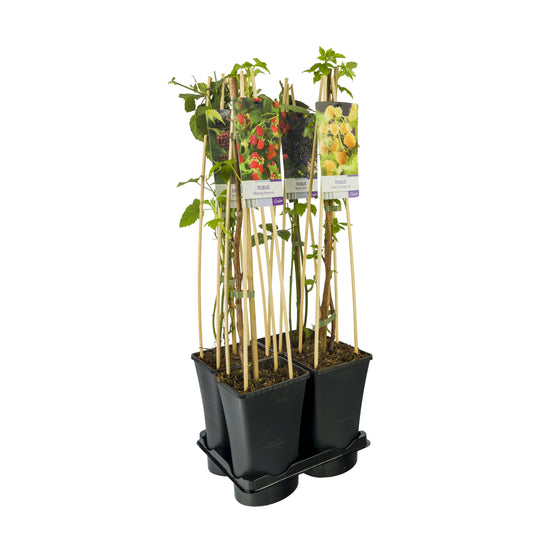 Fruit/Shrub Climber mix 75cm 17cm Pot