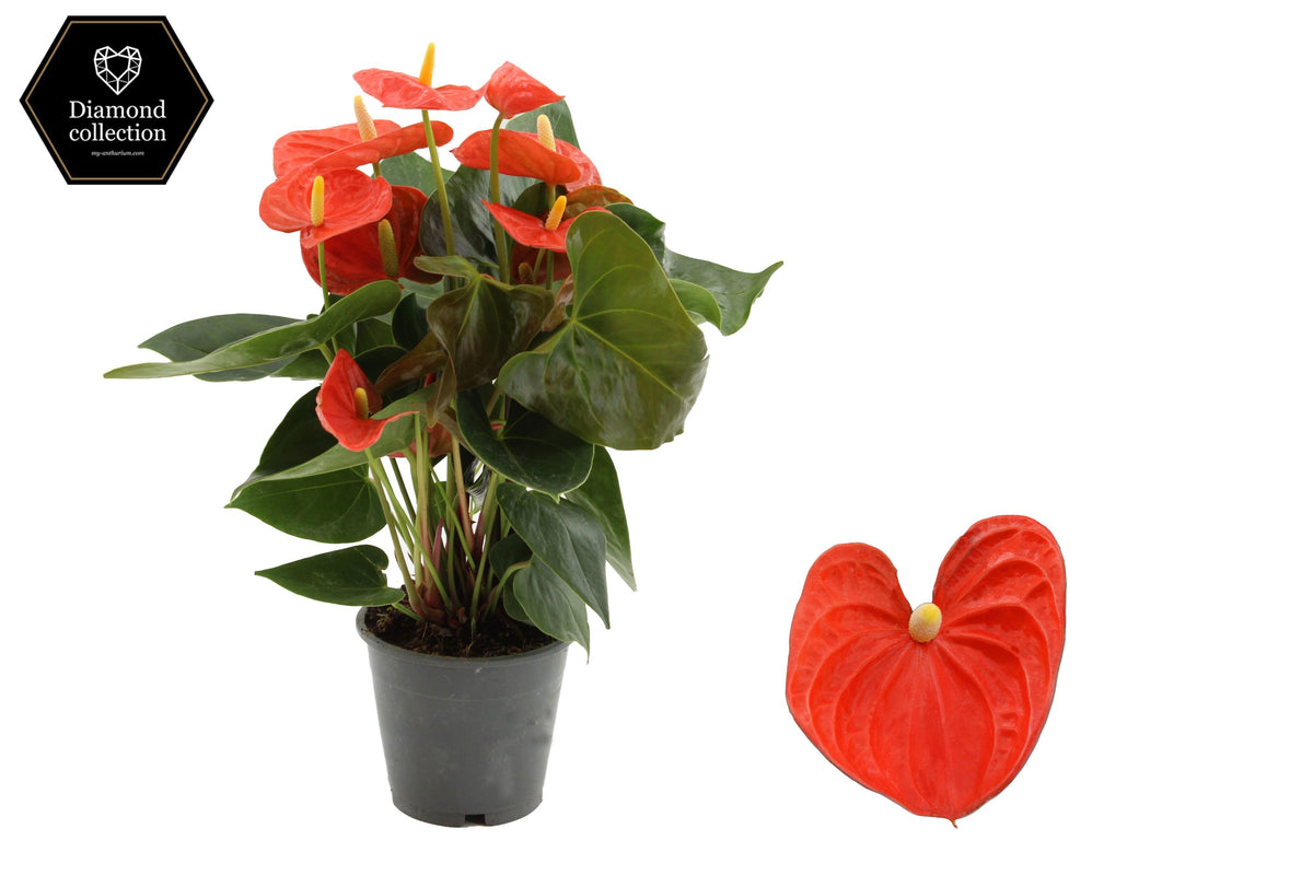 Anthurium Cinemato 40cm 12cm Pot