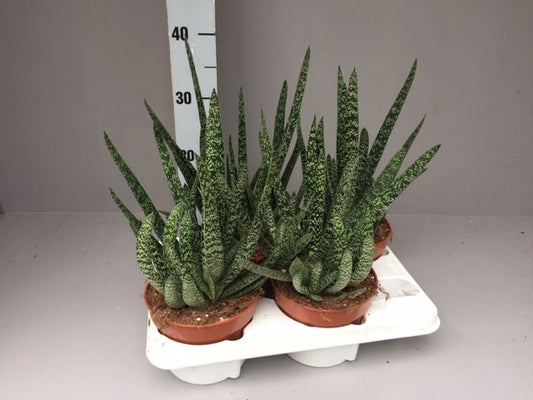 Gasteria Verrucosa 40cm 15cm Pot