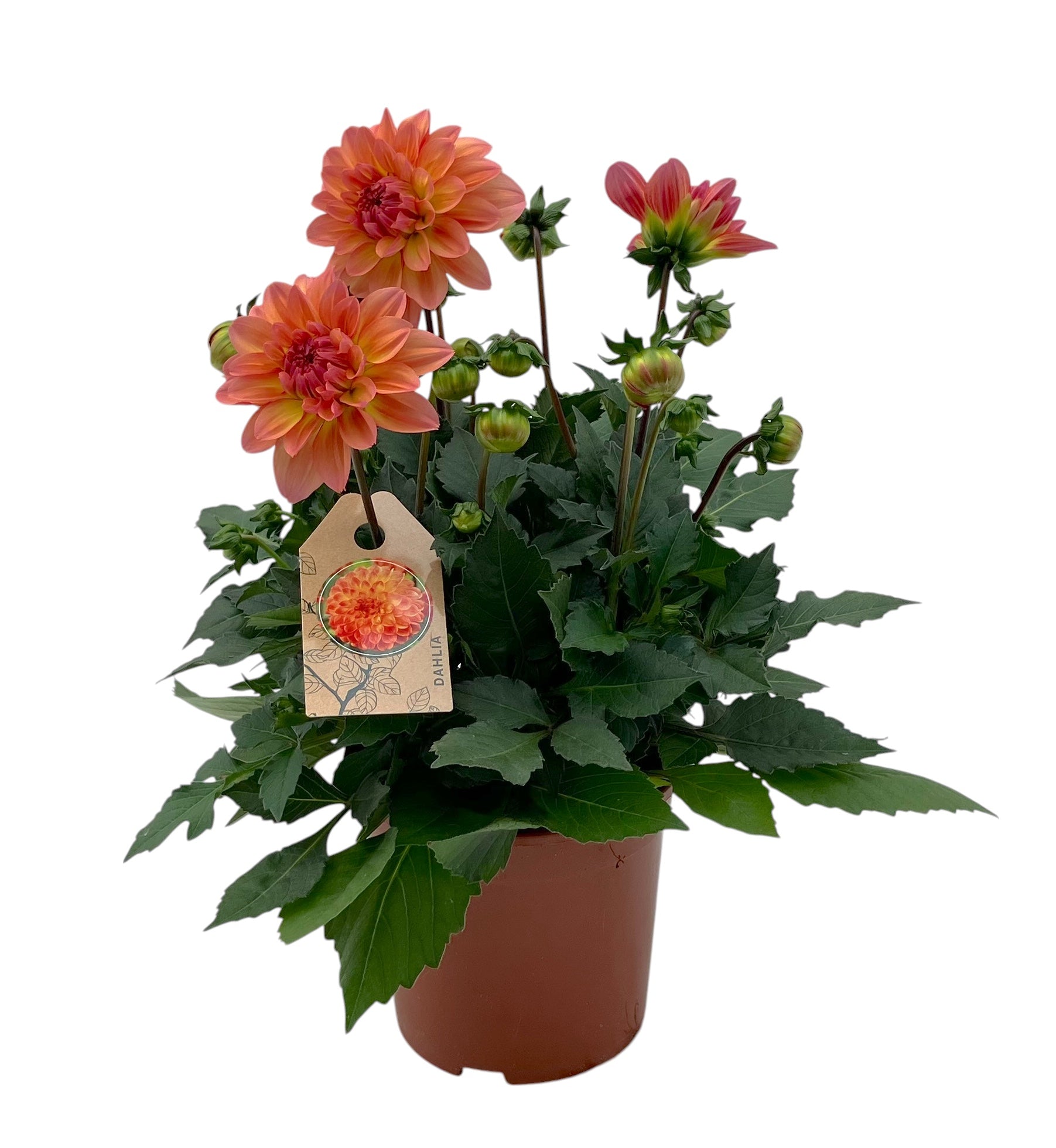 Dahlia Gardenetta Peach 30cm 15cm Pot