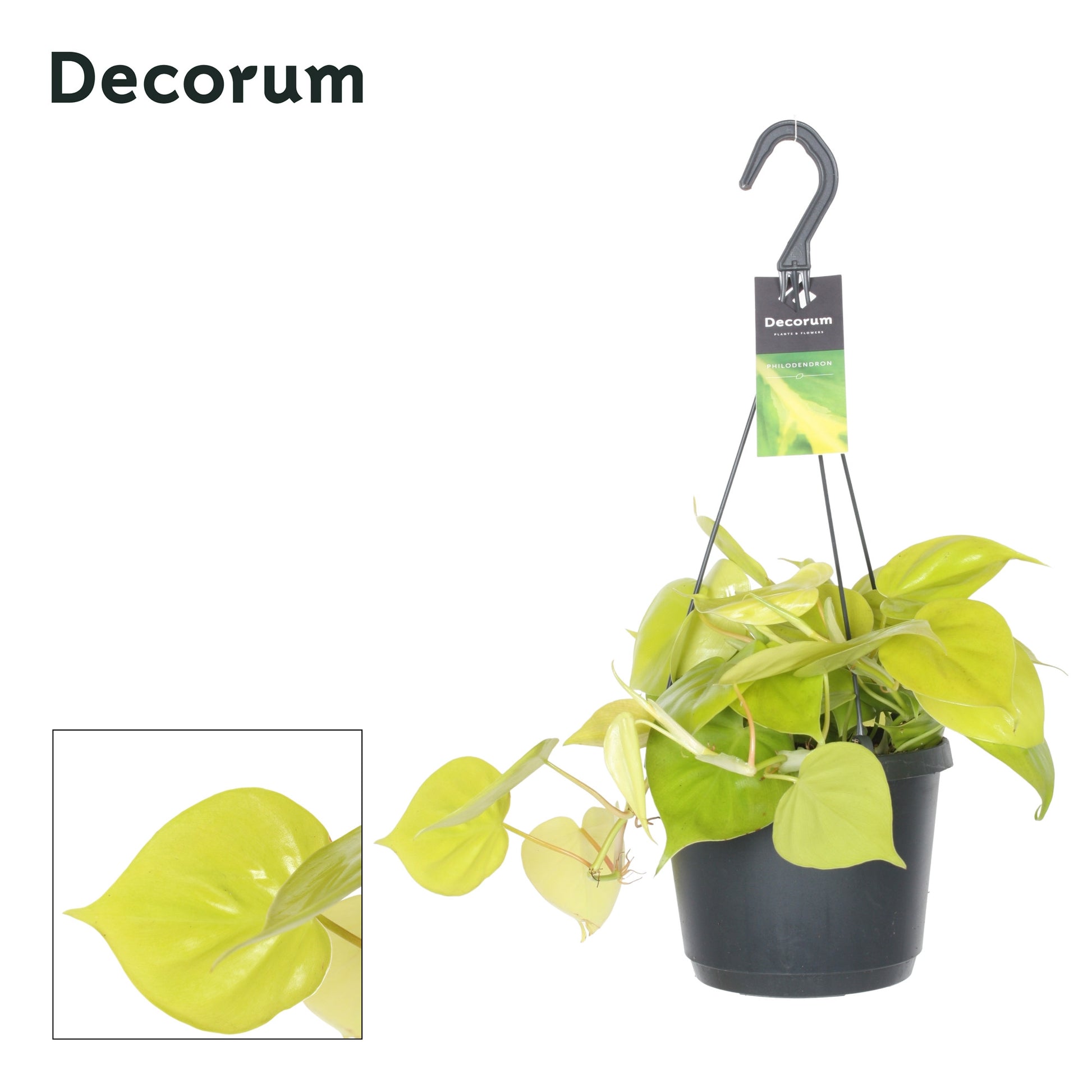 Hillplant BV Epipremnum pinnatum Golden Pothos hanging Pack of 4