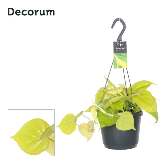 Hillplant BV Epipremnum pinnatum Golden Pothos hanging Pack of 4