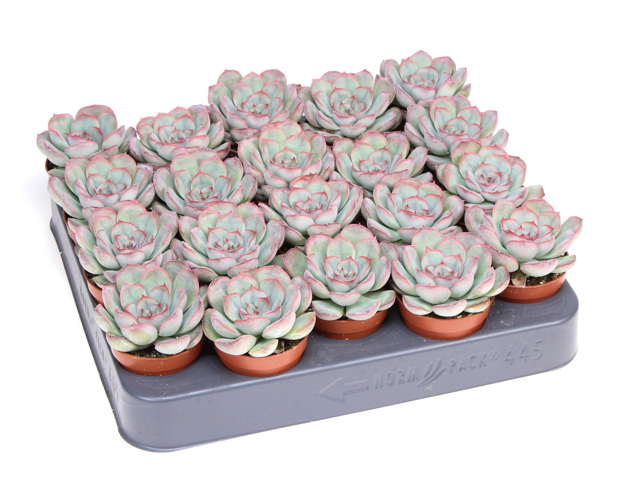 Echeveria Hybrid 8cm 5.5cm Pot