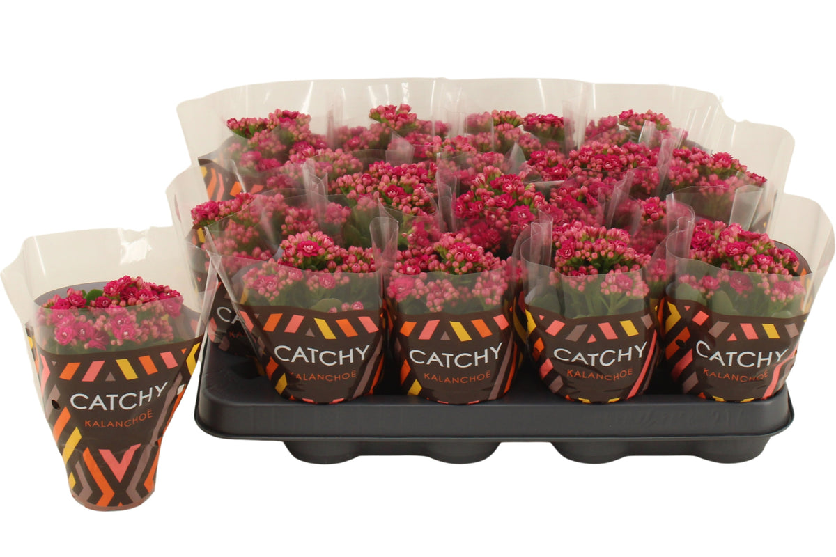Kalanchoe purple 15cm 8cm Pot