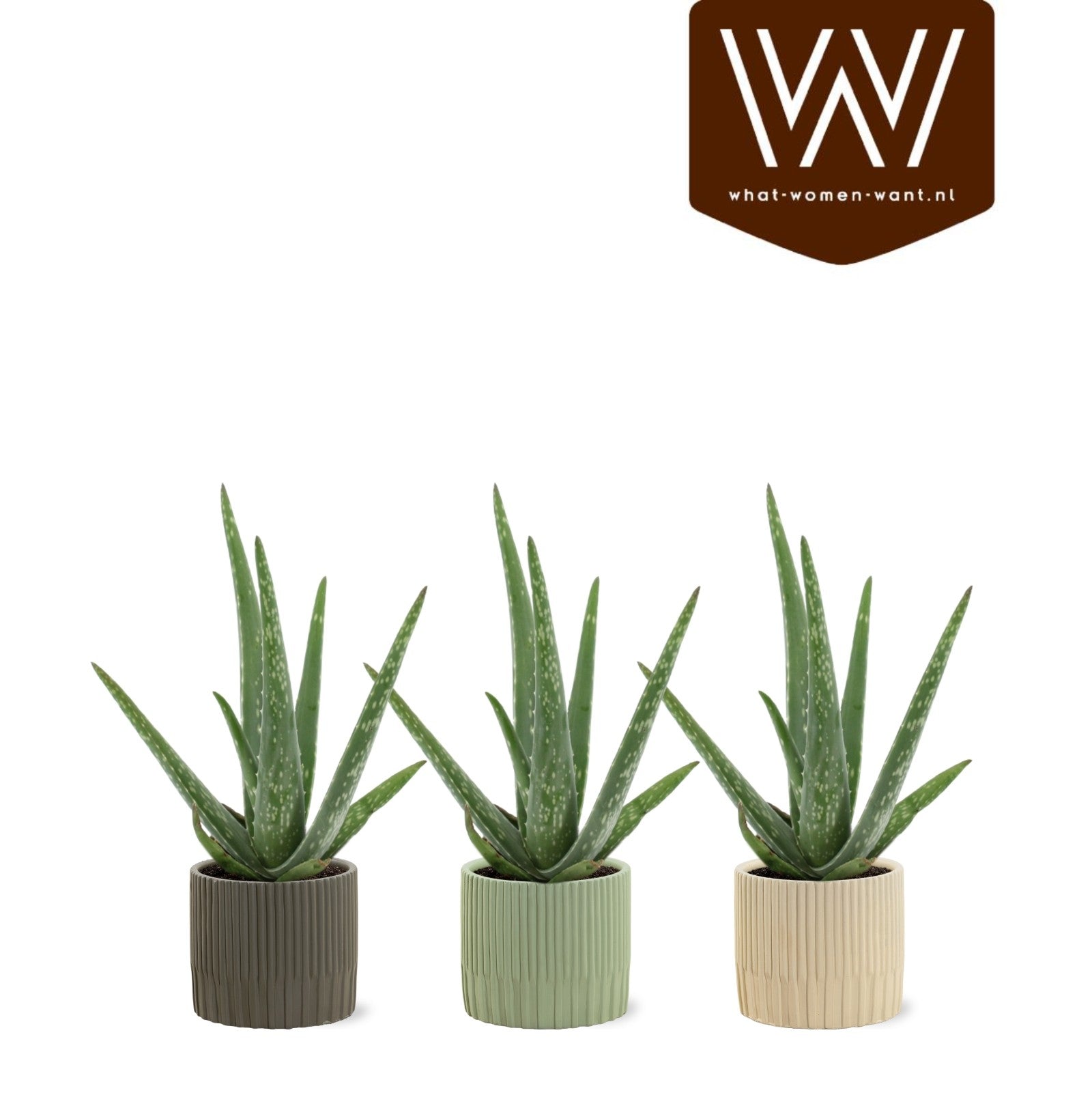 Aloe vera 37cm 512cm Pot