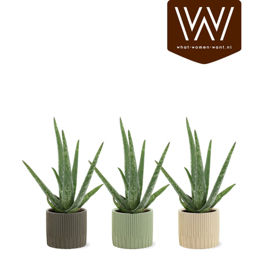 Aloe vera 37cm 512cm Pot
