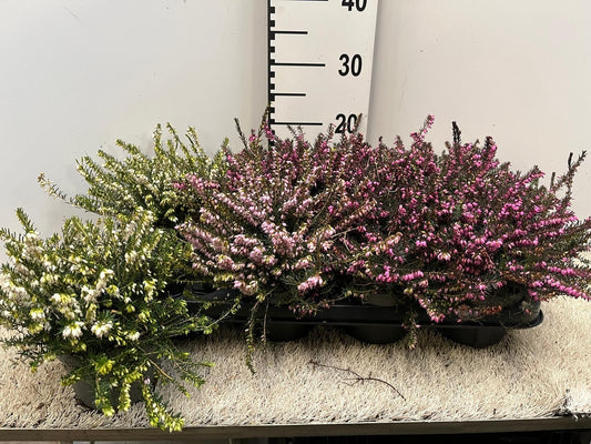 Erica darleyensis mix 25cm 12cm Pot